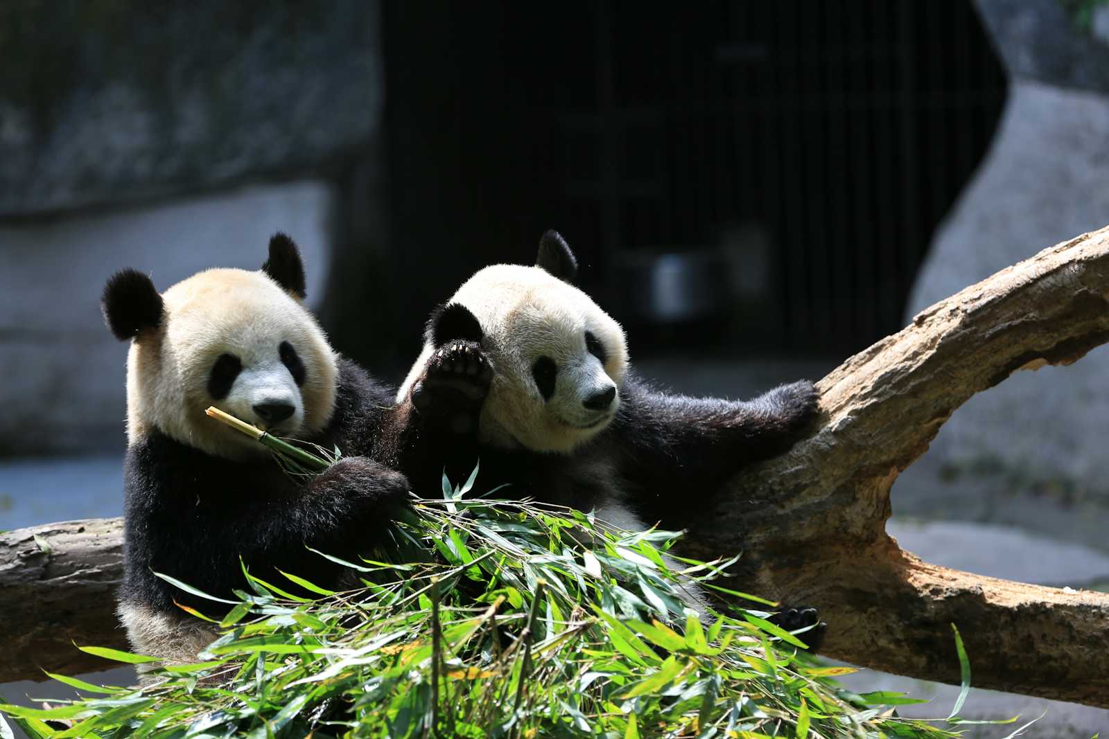 Ingesting Data to Parseable Using Pandas, A Step-by-Step Guide